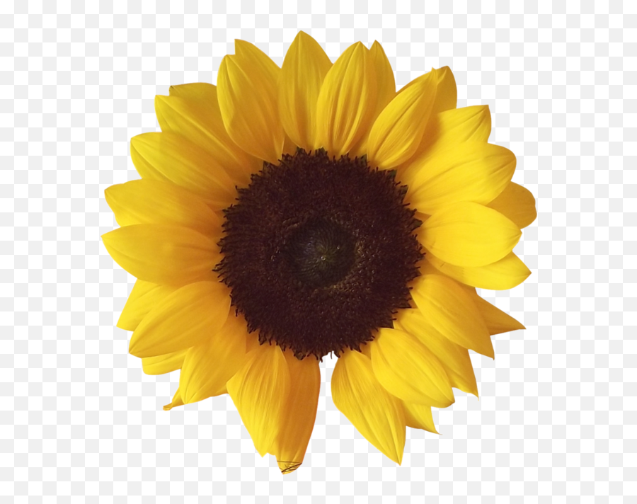 Common Sunflower Image File Formats Clip Art - Sunflower Png Flower Sunflower Emoji,Sun Flower Emoji