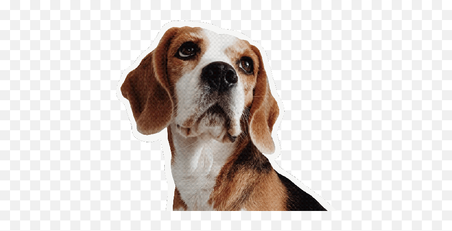 Rottweiler Beagle Gif Find On Gifer Animated - Cloudygif English Foxhound Emoji,Rottweiler Emoji