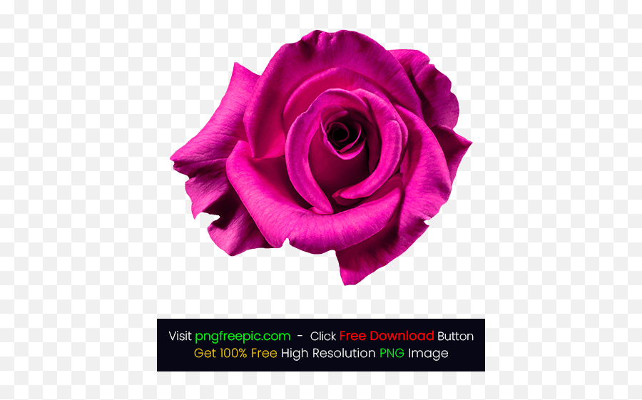 Illustration Violet Rose Png - Red Rose Flower Png Images Free Emoji,Violet Emoji Flower
