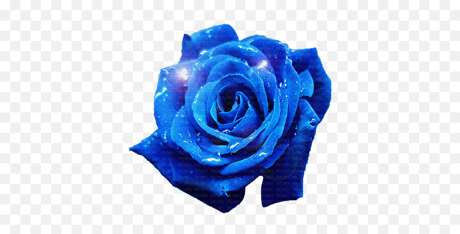 Blue Roses Gif Images - Blue Rose Gif Emoji,Blue Rose Emoji