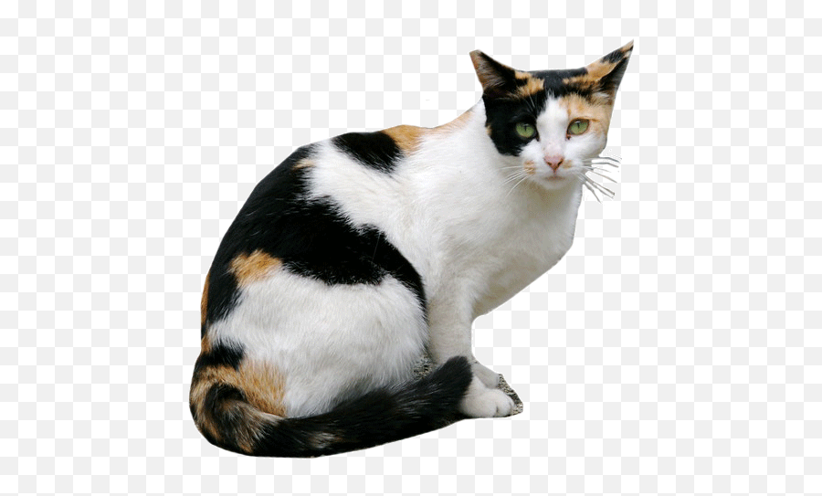 Box - 9 Domestic Cat Emoji,Tuxedo Cat Emoticon