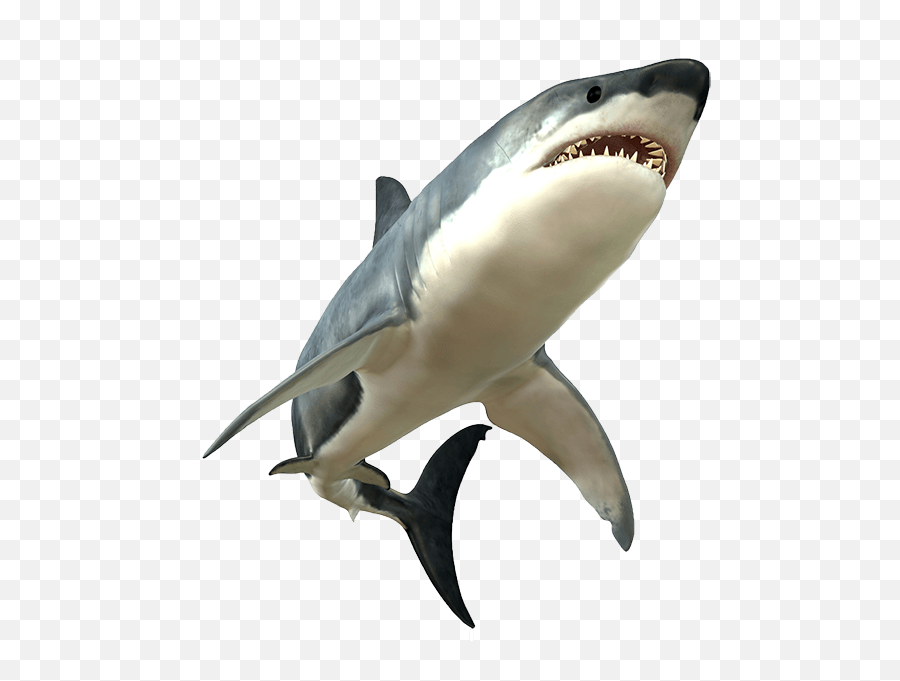 Free Shark Png Picture - Shark Png Emoji,Shark Emoji Iphone