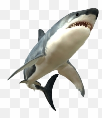 Free Shark Png Picture - Shark Png Emoji,Shark Emoji Iphone