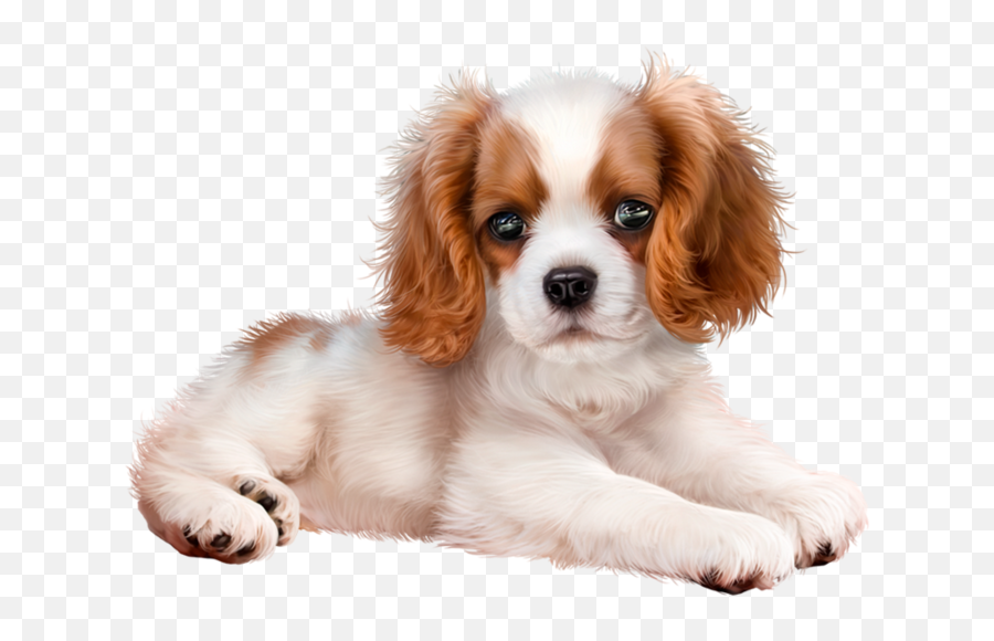 The Most Edited Spaniel Picsart - Cute Puppies Png Hd Emoji,Cavalier King Charles Spaniel Sticker Emoji