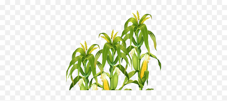Corn Plant Png Transparent Image Png Svg Clip Art For Web - Transparent Corn Plant Png Emoji,Plant Emoji No Background