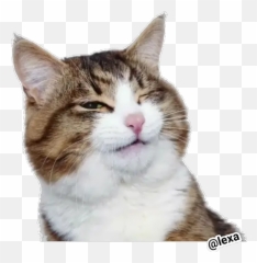 Sticker Maker - Emotion Cats Domestic Cat Emoji,Cat Emojis Black Background