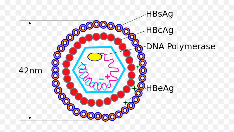 What Is Hepatitis Science Tutor - Science Tutor Smart Hepatitis B Morphology Emoji,