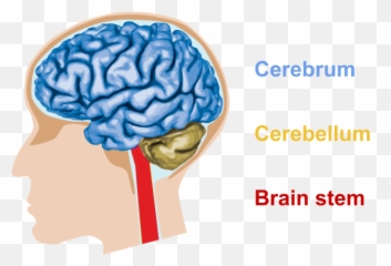 Brain Connectivity And Disconnectivity Emoji,Brain Anatomy Emotions