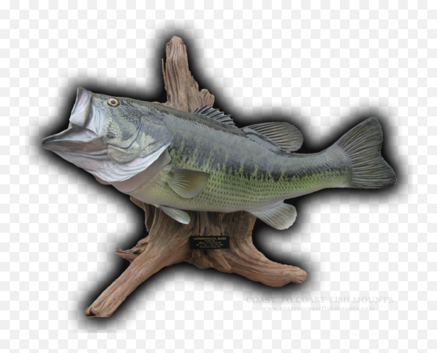 23 Largemouth Bass Fish Mount Replica Emoji,Arowana Fish Emotion