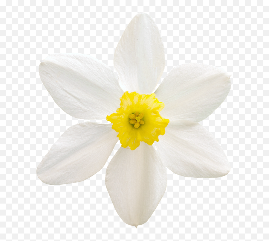Download Vegetation Daffodil 01 - Rain Lily Full Size Png Emoji,Daffodil Emoticon Facebook