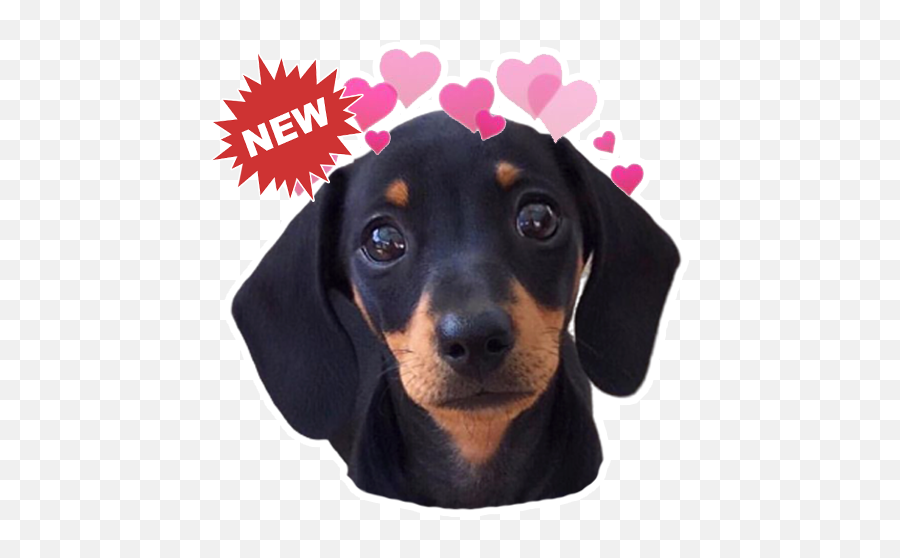 Dog Dachshund Stickers Memes - Dachshund Emoji,Weenie Dog Emoji