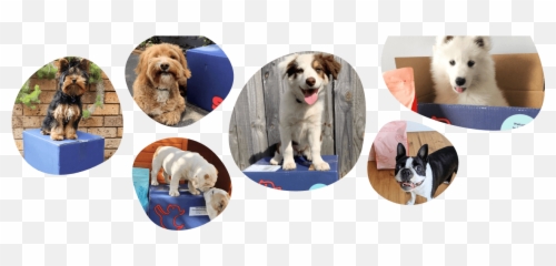 Job Opening Customer Service Scratch Emoji,Service Dog Emoji