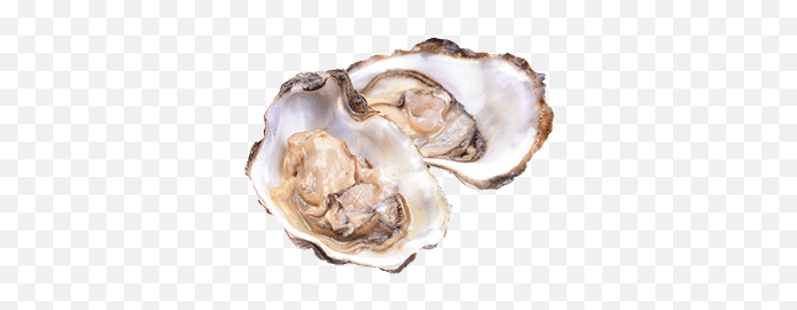 Seafood Transparent Png Images - Stickpng Oysters Png Emoji,Oyster Emoji