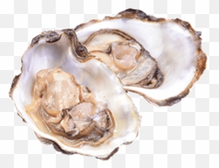 Seafood Transparent Png Images - Stickpng Oysters Png Emoji,Oyster Emoji