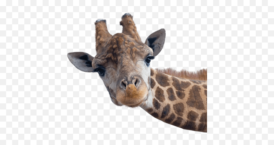 Henry Vilas Zoo - Transparent Giraffe Head Png Emoji,Winkie Emoji