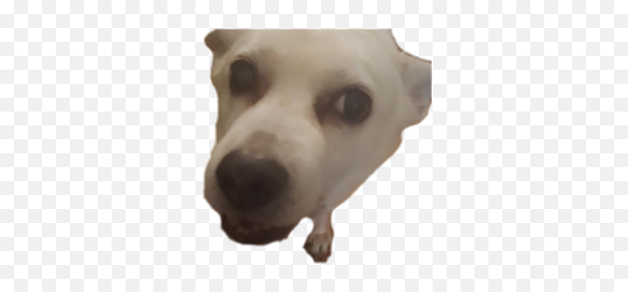 Dog Emojis For Discord,Dog Emoji Png