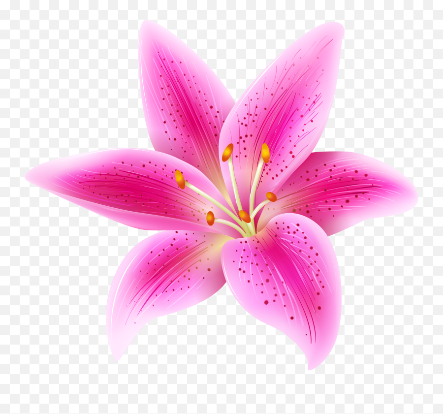 Pink Lily Flower Transparent Clip Art - Transparent Background Lily Flower Clipart Emoji,Lilly Emoji