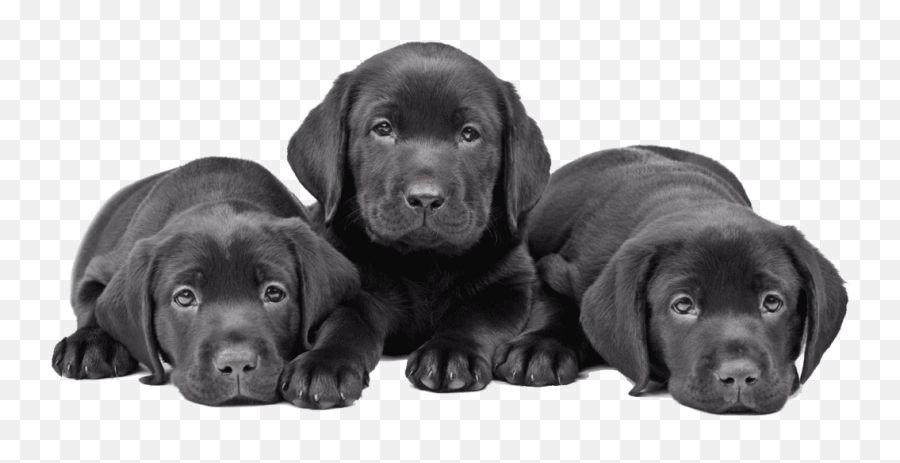 Puppies For Sale In Orlando Florida - Black Lab Puppies Png Emoji,Dogs Pick Up On Our Emotions