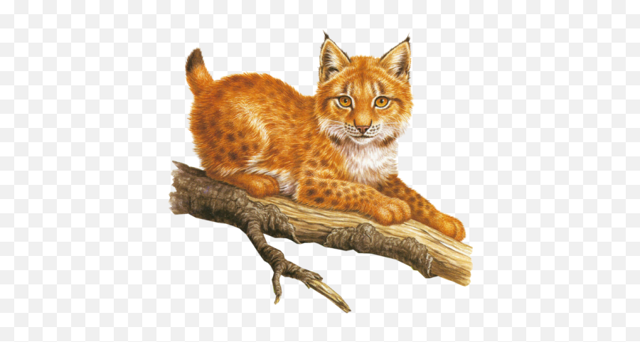 Bobcat Branch Sticker - Bobcat Emoji,Bobcat Emoji