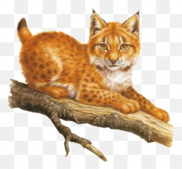 Bobcat Branch Sticker - Bobcat Emoji,Bobcat Emoji