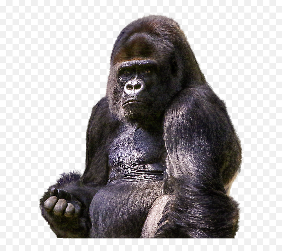 Gorilla Gorila Ape Sticker - Gorila Png Emoji,Gorilla Emoji