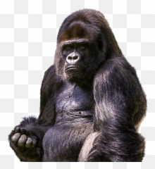 Gorilla Gorila Ape Sticker - Gorila Png Emoji,Gorilla Emoji