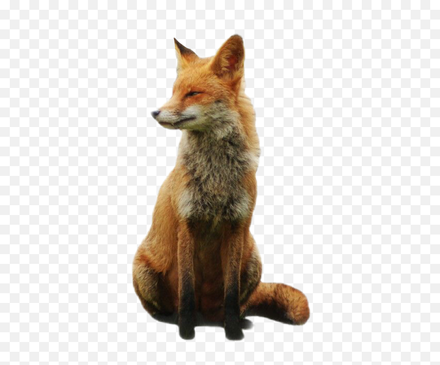 The Most Edited - Fox Transparent Png Emoji,Emoticon Pensierosa