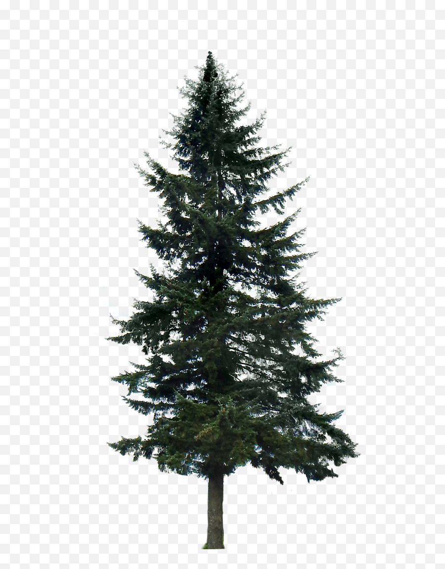 Evergreen Tree - Pine Tree Silhouette Emoji,Pine Tree And Plant Emojis Facebook