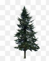 Evergreen Tree - Pine Tree Silhouette Emoji,Pine Tree And Plant Emojis Facebook