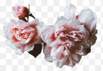 The Love Theory - Flowers Can T Solve All Problems But They Were Great Emoji,Emotions Before Soulmate Manifestation