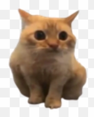 Bokanoba - Soft Emoji,Brown Cat Emoji Discord
