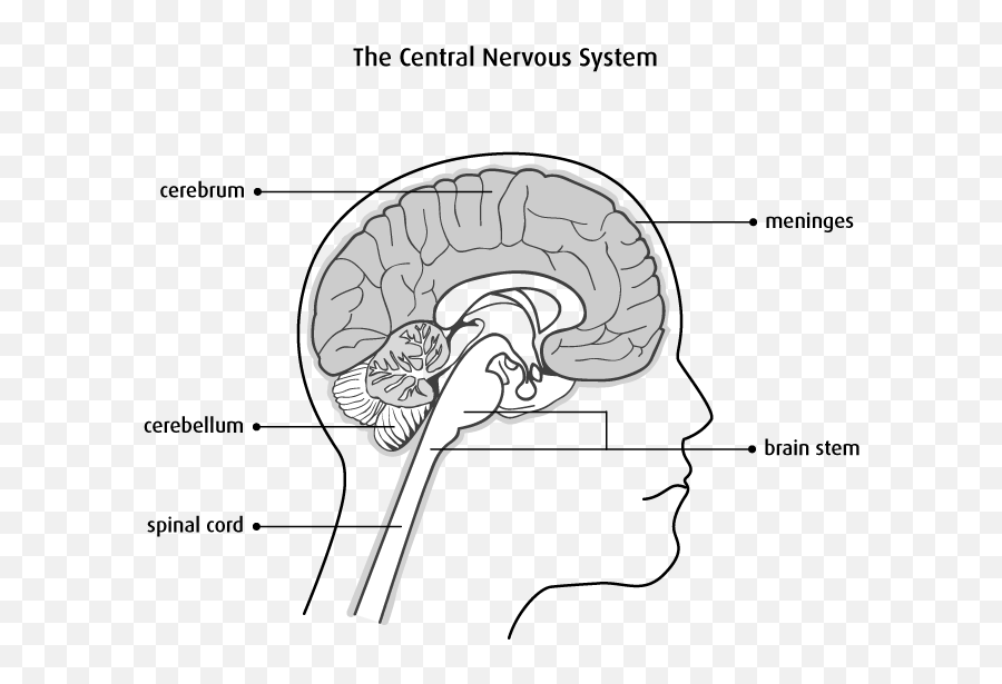 What Is A Brain Or Spinal Cord Tumour - Système Nerveux Central Dessin Emoji,Emotions And The Spine