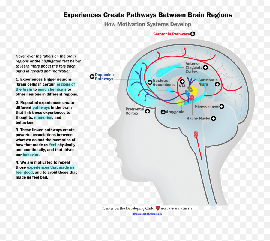 The Brain Circuits Underlying Motivation - Northwest Do Experiences Affect Brain Development Emoji,What Do Brains Look Like Under Influence Of Various Emotions