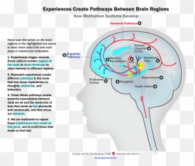 The Brain Circuits Underlying Motivation - Northwest Do Experiences Affect Brain Development Emoji,What Do Brains Look Like Under Influence Of Various Emotions