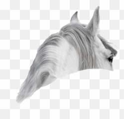 Equine Assisted Learning And Healing - Realistic Horses Black And White Drawing Emoji,Horses Emotions