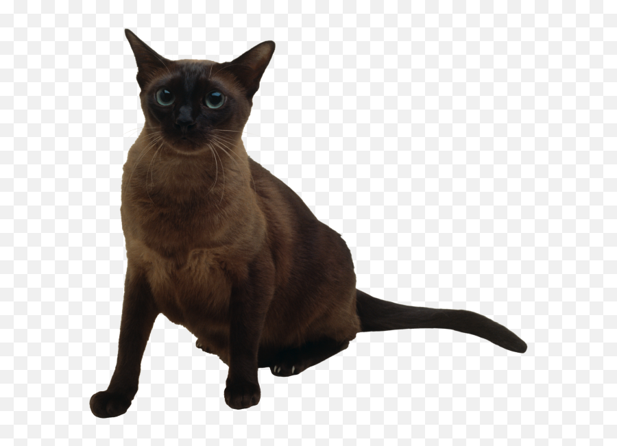 Most Viewed - Free Png Images Starpng Tonkinese Png Emoji,Siamese Kitty Emoticon