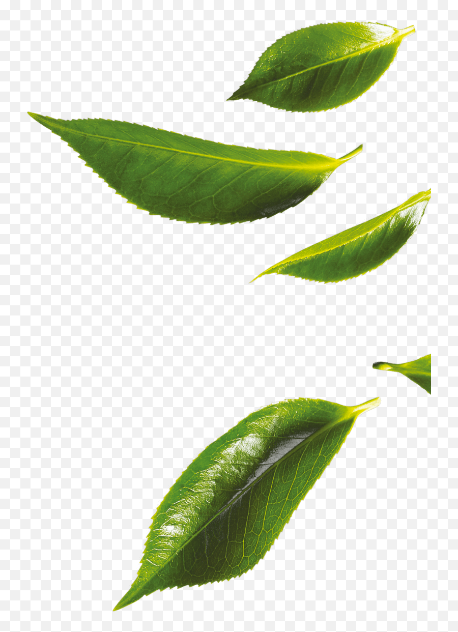 Green Tea Leaves Png File Png Mart Emoji,Tea Leaf Emoji