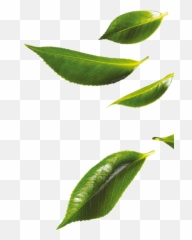 Green Tea Leaves Png File Png Mart Emoji,Tea Leaf Emoji