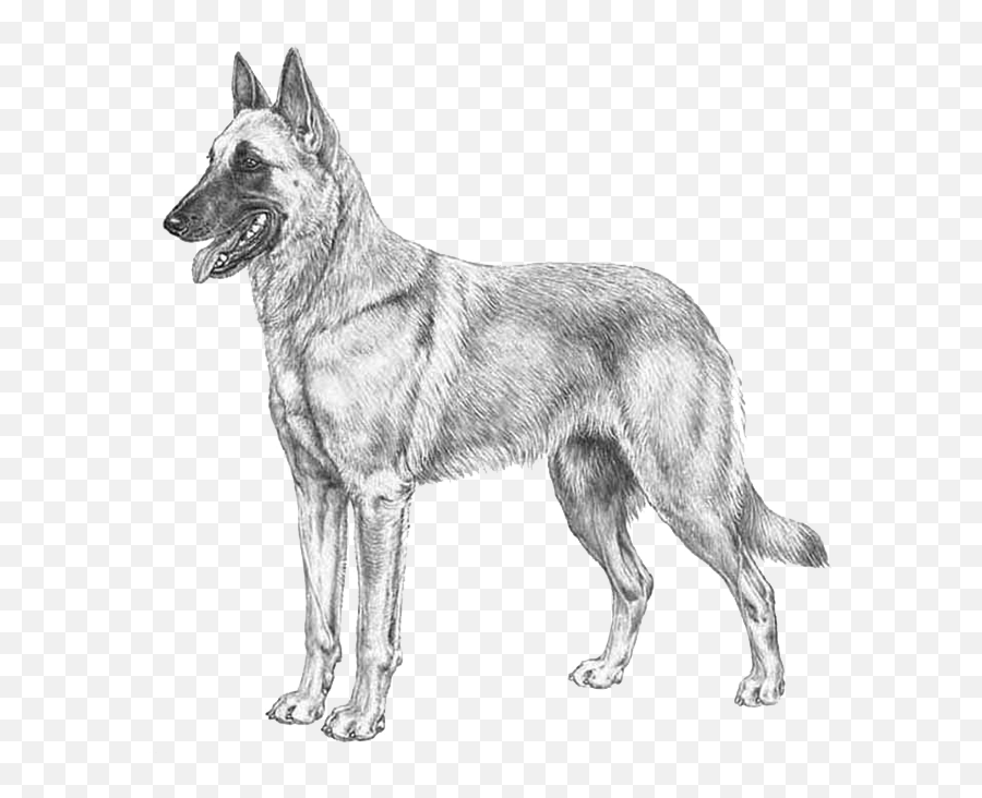 Belgian Malinois Dog Breed Info Photos Common Names And - Belgian Malinois Sketch Emoji,Dog Emotion