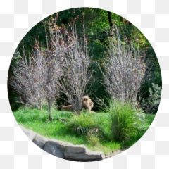 Httpssupportforoscarwordpresscom20210314watchword - Grassland Emoji,Emoticons 12x12