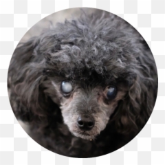 Tokyo - Curly Emoji,B3c Emoticon