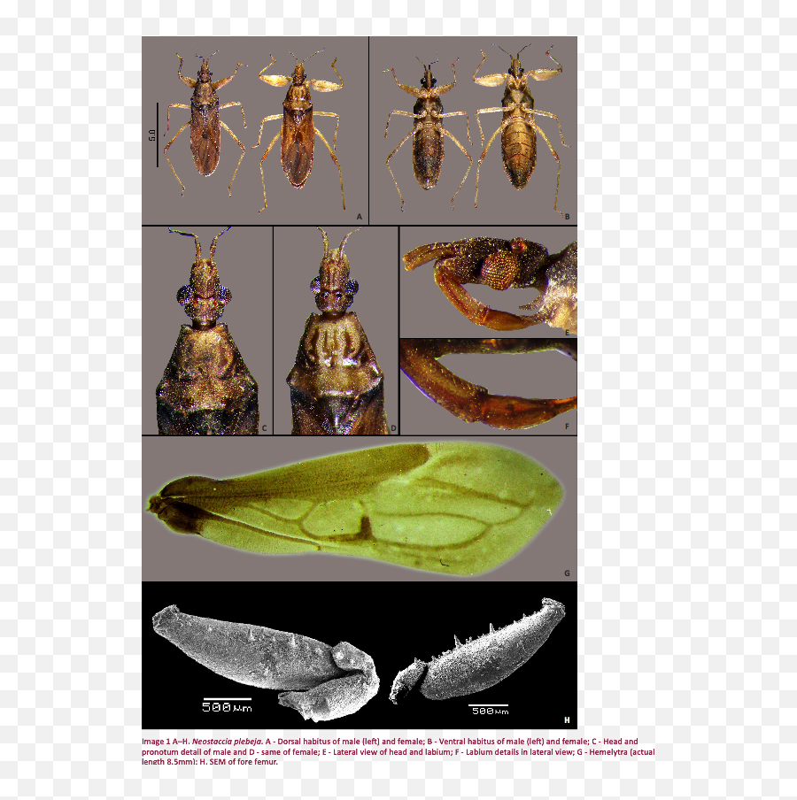 View Of A First Report And Additional Description Of The - Parasitism Emoji,2 Female S&m Emojis And 1 Male S&m Emoji