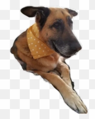 German Shepherd Zara Stickers For Whatsapp - Martingale Emoji,Gsd German Shepard Emojis