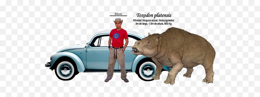 Palaeos La Historia De La Vida En La Tierra Titanes Mamíferos - Hippopotamus Gorgops Emoji,Que Significa El Emoticon De La Monita Con Brazos Sobre La Cabesa