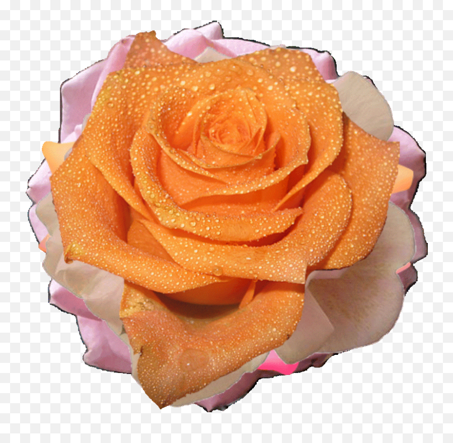 Gif Rose Aesthetic Color Dream Emoji Glitter - Peach Transparent Orange Flower Gif,Sparkle Emoji