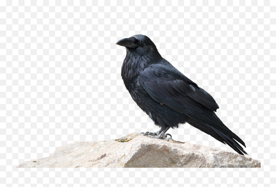 Dove Vs Crow - Peacock And The Crow Emoji,Birds Emotions Crow Funerals