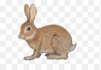 Poetry News U2013 Poetry Roundabout - Domestic Rabbit Emoji,Female Poet Emotion Eagle Eye Wave