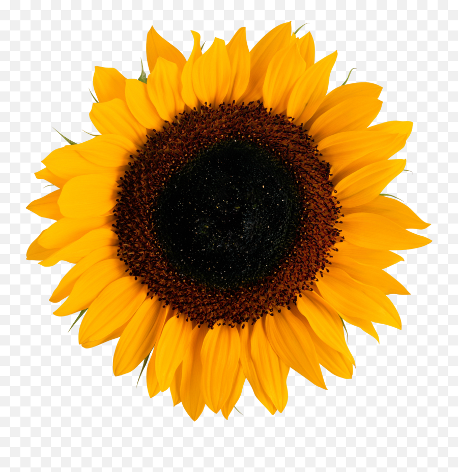 Sun Flower Png Sun Flower Png Transparent Free For Download - Sunflower Png Emoji,Sun Flower Emoji