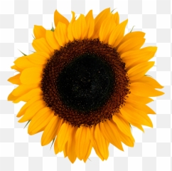 Sun Flower Png Sun Flower Png Transparent Free For Download - Sunflower Png Emoji,Sun Flower Emoji