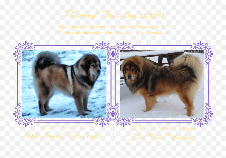 Noble Legacy Tibetan Mastiffs Planned Breedings And Puppies Emoji,Caucasian Shepherd Puppy Emoticon Face